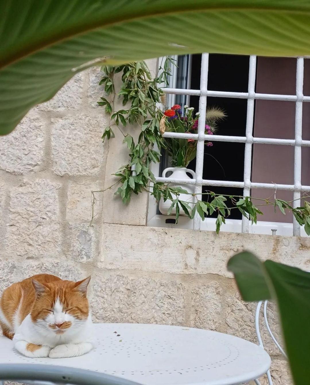 Apartments Visit Perast Ngoại thất bức ảnh